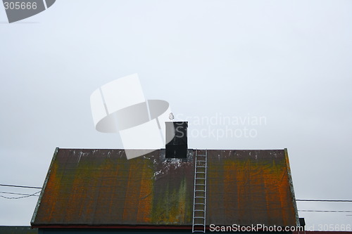 Image of BIrd on the roof