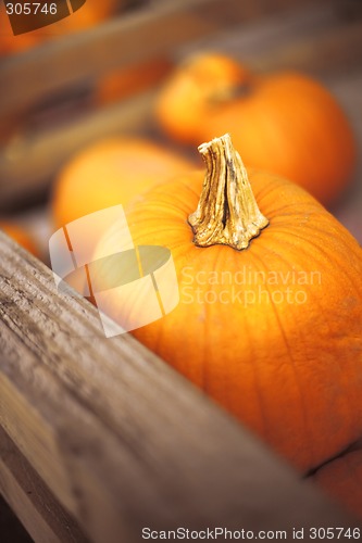 Image of Pumpkin