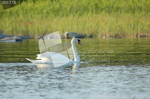 Image of Swan