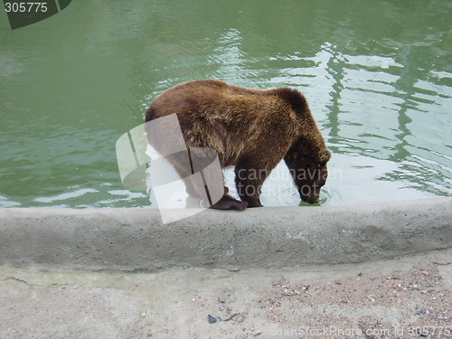 Image of Brownbear