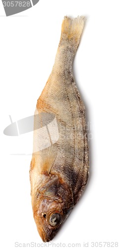 Image of Stockfish isolated on white background