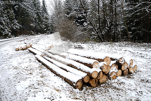 Image of Forest road in winter