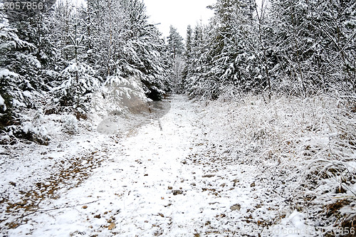 Image of Forest road in winter
