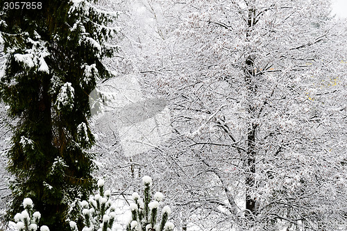 Image of Winter in town