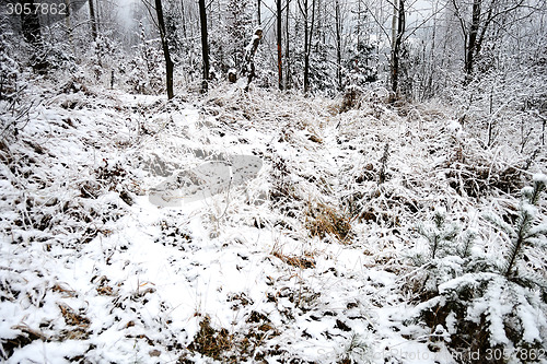 Image of Forest  in winter