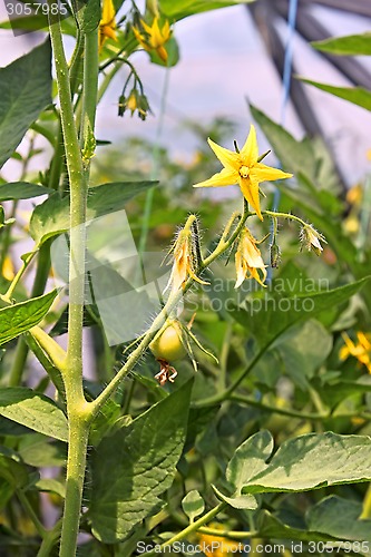 Image of Flowering tomatoes plants