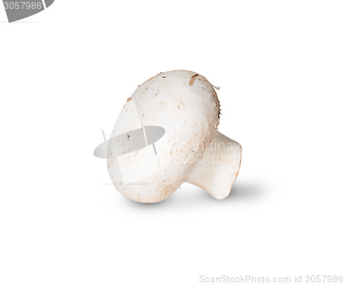 Image of Single Mushroom Champignon On Its Side