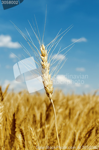 Image of golden color harvest on field