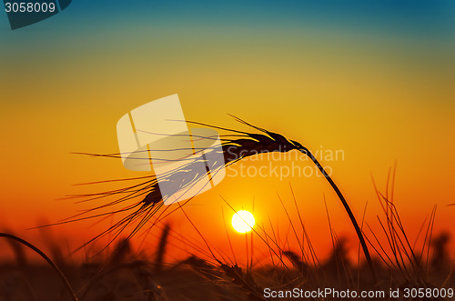 Image of sunset and wheat ear on field