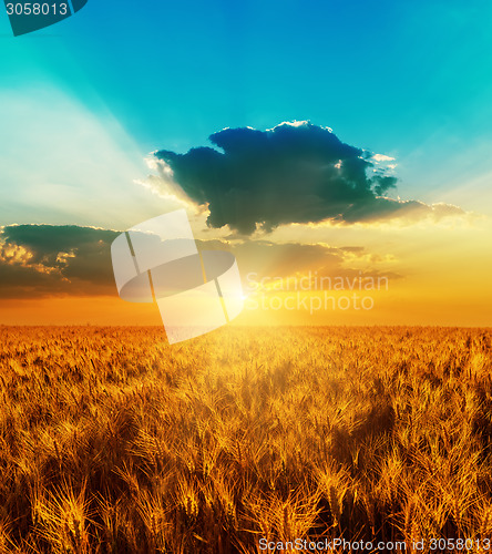 Image of good sunset with dramatic sky over golden color field with harve
