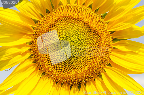 Image of central part of sunflower closeup