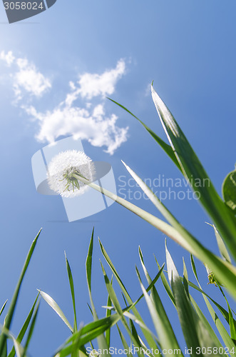 Image of white dandelion in green grass under blue sky with clouds