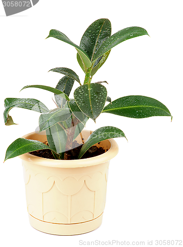 Image of Ficus