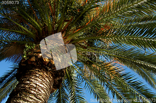 Image of Palm Tree