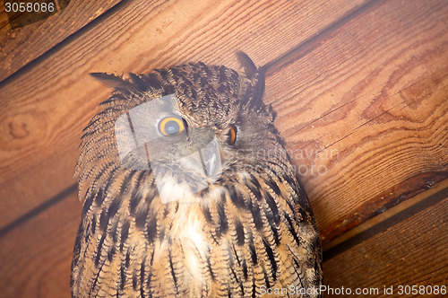 Image of eagle owl