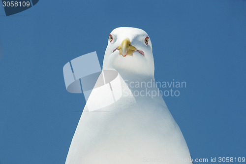 Image of Head of a seagull.
