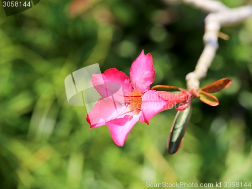 Image of pink plumeria