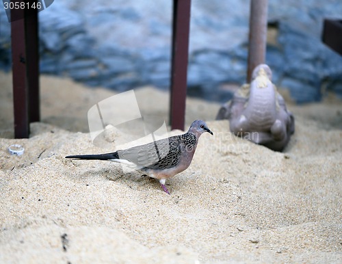 Image of Dove on the beach