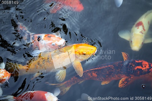 Image of colorful carp