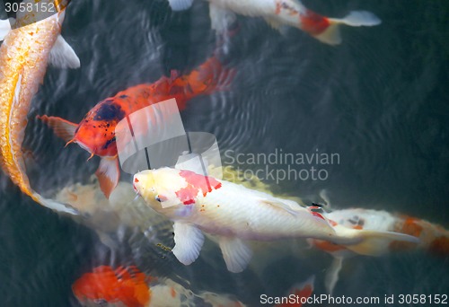 Image of colorful carp