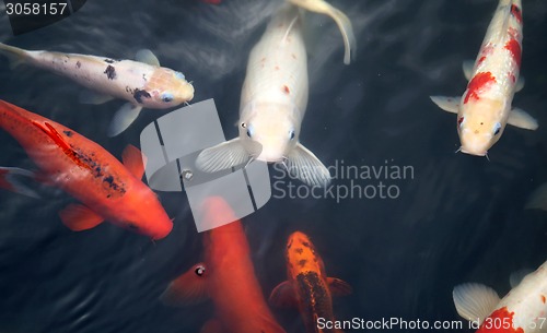 Image of colorful carp