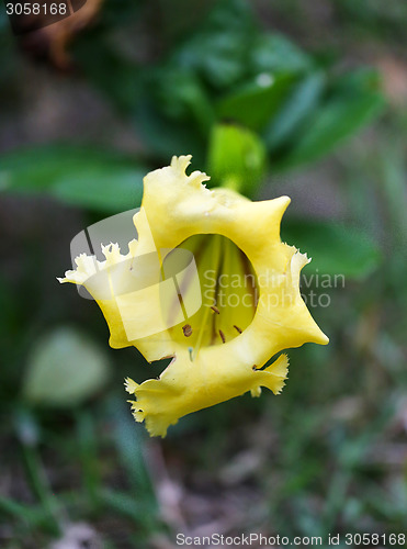 Image of yellow flower