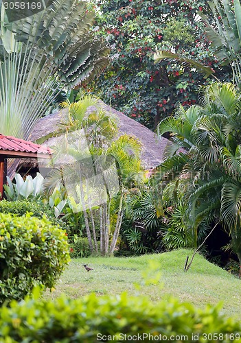 Image of tropical Garden