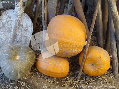 Image of pumpkin