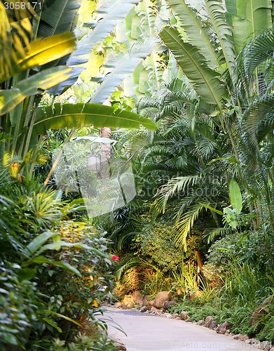 Image of tropical Garden