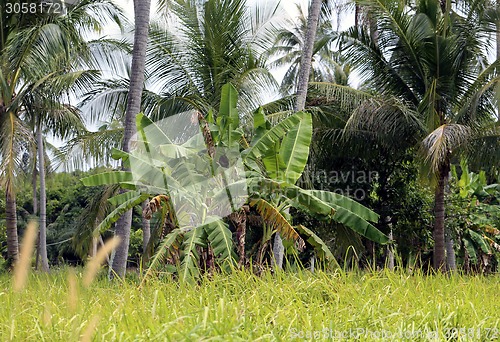 Image of tropical Garden