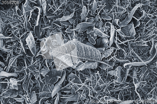 Image of frosty leaves