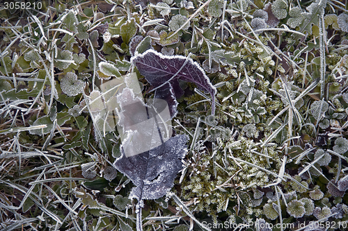 Image of frosty leaves