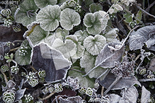 Image of frosty leaves