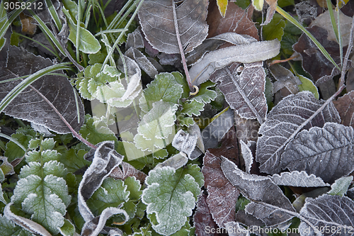 Image of frosty leaves