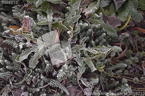 Image of frosty leaves