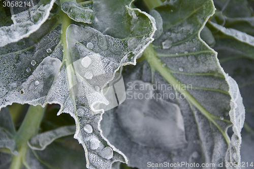 Image of frosty leaves