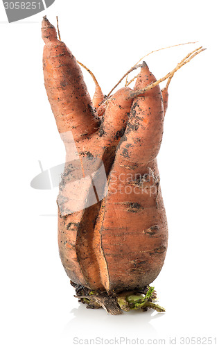 Image of Carrot mutant
