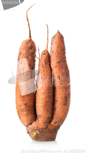 Image of Figured carrot