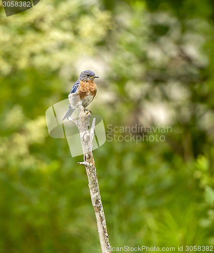 Image of Eastern Bluebird