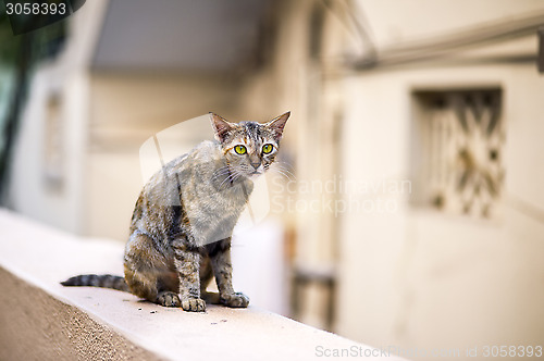 Image of Cat on the Wall