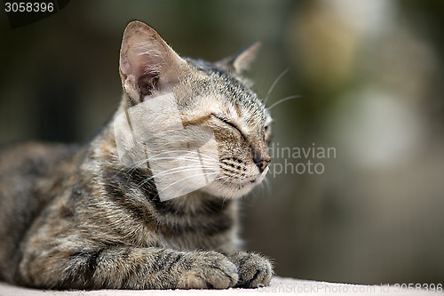 Image of Cat on the Wall