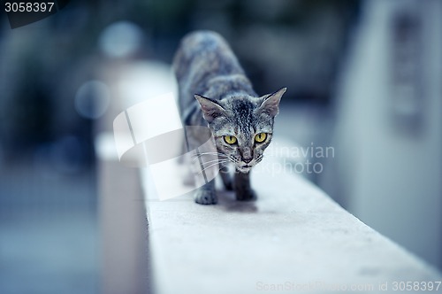 Image of Cat on the Wall