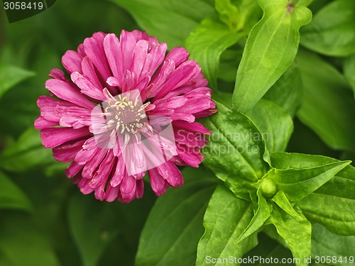 Image of Red aster close-up