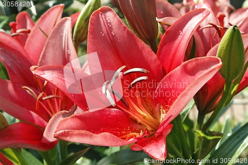 Image of Red lily blooming