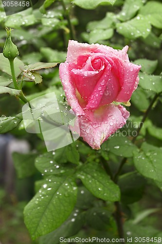 Image of Rose with water drops