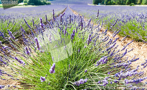 Image of Lavander field