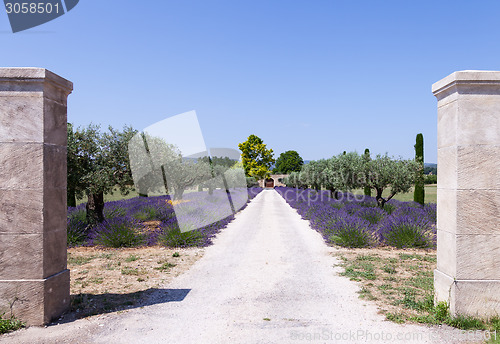 Image of Lavander garden