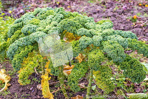 Image of green kale in cultivation