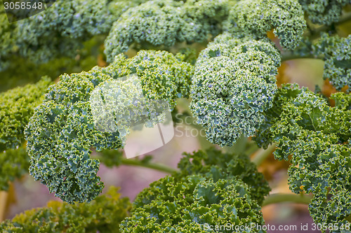 Image of green kale in cultivation