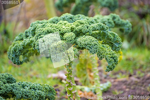 Image of green kale in cultivation